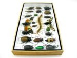 Echte exotische Insekten - Einzelstück - im 3D L-Schaukasten - Wandbild 2-A-L-23 – Bild 8