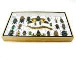 Echte exotische Insekten - Einzelstück - im 3D L-Schaukasten - Wandbild 2-A-L-23 – Bild 9