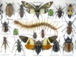 Echte exotische Insekten - Einzelstück - im 3D L-Schaukasten - Wandbild 2-A-L-23 – Bild 10