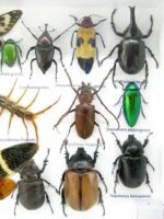 Echte exotische Insekten - Einzelstück - im 3D L-Schaukasten - Wandbild 2-A-L-23 – Bild 11