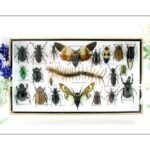 Echte exotische Insekten - Einzelstück - im 3D L-Schaukasten - Wandbild 8-A-L-24