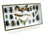 Echte exotische Insekten - Einzelstück - im 3D L-Schaukasten - Wandbild 8-A-L-24 – Bild 2