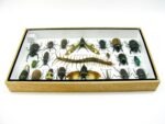 Echte exotische Insekten - Einzelstück - im 3D L-Schaukasten - Wandbild 8-A-L-24 – Bild 9