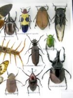 Echte exotische Insekten - Einzelstück - im 3D L-Schaukasten - Wandbild 8-A-L-24 – Bild 11