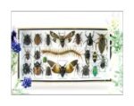 Echte exotische Insekten - Einzelstück - im 3D L-Schaukasten - Wandbild 7-A-L-25