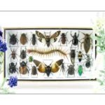 Echte exotische Insekten - Einzelstück - im 3D L-Schaukasten - Wandbild 7-A-L-25