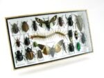 Echte exotische Insekten - Einzelstück - im 3D L-Schaukasten - Wandbild 7-A-L-25 – Bild 2
