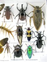 Echte exotische Insekten - Einzelstück - im 3D L-Schaukasten - Wandbild 7-A-L-25 – Bild 11