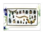 Echte exotische Insekten - Einzelstück - im 3D L-Schaukasten - Wandbild 6-A-L-26