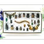 Echte exotische Insekten - Einzelstück - im 3D L-Schaukasten - Wandbild 6-A-L-26