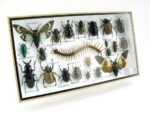 Echte exotische Insekten - Einzelstück - im 3D L-Schaukasten - Wandbild 6-A-L-26 – Bild 2