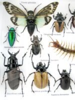 Echte exotische Insekten - Einzelstück - im 3D L-Schaukasten - Wandbild 6-A-L-26 – Bild 11