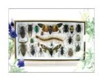 Echte exotische Insekten - Einzelstück - im 3D L-Schaukasten - Wandbild 5-A-L-27