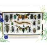 Echte exotische Insekten - Einzelstück - im 3D L-Schaukasten - Wandbild 5-A-L-27