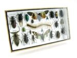 Echte exotische Insekten - Einzelstück - im 3D L-Schaukasten - Wandbild 5-A-L-27 – Bild 2