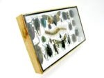 Echte exotische Insekten - Einzelstück - im 3D L-Schaukasten - Wandbild 5-A-L-27 – Bild 3