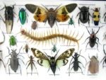 Echte exotische Insekten - Einzelstück - im 3D L-Schaukasten - Wandbild 5-A-L-27 – Bild 10