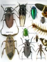 Echte exotische Insekten - Einzelstück - im 3D L-Schaukasten - Wandbild 5-A-L-27 – Bild 11