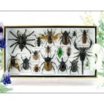 Echte exotische Insekten - Einzelstück - im 3D L-Schaukasten - Wandbild 3-A-L-28
