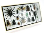 Echte exotische Insekten - Einzelstück - im 3D L-Schaukasten - Wandbild 3-A-L-28 – Bild 2