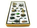 Echte exotische Insekten - Einzelstück - im 3D L-Schaukasten - Wandbild 3-A-L-28 – Bild 8