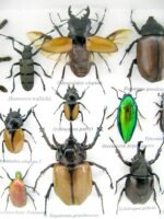 Echte exotische Insekten - Einzelstück - im 3D L-Schaukasten - Wandbild 3-A-L-28 – Bild 10