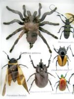 Echte exotische Insekten - Einzelstück - im 3D L-Schaukasten - Wandbild 3-A-L-28 – Bild 11