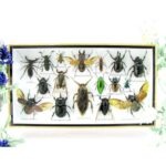 Echte exotische Insekten - Einzelstück - im 3D L-Schaukasten - Wandbild 6-A-L-29