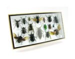 Echte exotische Insekten - Einzelstück - im 3D L-Schaukasten - Wandbild 6-A-L-29 – Bild 2