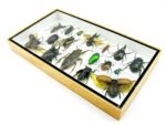 Echte exotische Insekten - Einzelstück - im 3D L-Schaukasten - Wandbild 6-A-L-29 – Bild 5