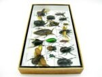 Echte exotische Insekten - Einzelstück - im 3D L-Schaukasten - Wandbild 6-A-L-29 – Bild 8