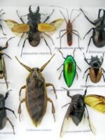 Echte exotische Insekten - Einzelstück - im 3D L-Schaukasten - Wandbild 6-A-L-29 – Bild 10