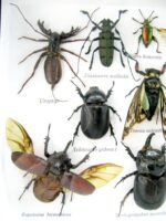 Echte exotische Insekten - Einzelstück - im 3D L-Schaukasten - Wandbild 6-A-L-29 – Bild 11