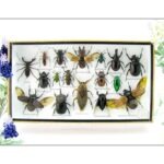 Echte exotische Insekten - Einzelstück - im 3D L-Schaukasten - Wandbild 6-A-L-30