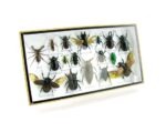 Echte exotische Insekten - Einzelstück - im 3D L-Schaukasten - Wandbild 6-A-L-30 – Bild 2