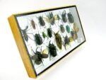 Echte exotische Insekten - Einzelstück - im 3D L-Schaukasten - Wandbild 6-A-L-30 – Bild 3