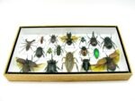 Echte exotische Insekten - Einzelstück - im 3D L-Schaukasten - Wandbild 6-A-L-30 – Bild 4