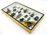 Echte exotische Insekten - Einzelstück - im 3D L-Schaukasten - Wandbild 6-A-L-30 – Bild 5