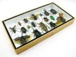 Echte exotische Insekten - Einzelstück - im 3D L-Schaukasten - Wandbild 6-A-L-30 – Bild 6