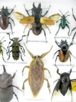 Echte exotische Insekten - Einzelstück - im 3D L-Schaukasten - Wandbild 6-A-L-30 – Bild 10