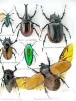 Echte exotische Insekten - Einzelstück - im 3D L-Schaukasten - Wandbild 6-A-L-30 – Bild 11