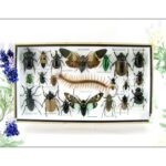 Echte exotische Insekten - Einzelstück - im 3D L-Schaukasten - Wandbild 2-A-L-31