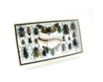 Echte exotische Insekten - Einzelstück - im 3D L-Schaukasten - Wandbild 2-A-L-31 – Bild 2