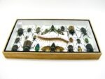 Echte exotische Insekten - Einzelstück - im 3D L-Schaukasten - Wandbild 2-A-L-31 – Bild 9