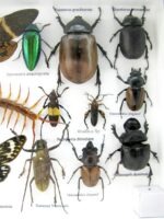 Echte exotische Insekten - Einzelstück - im 3D L-Schaukasten - Wandbild 2-A-L-31 – Bild 11