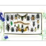 Echte exotische Insekten - Einzelstück - im 3D L-Schaukasten - Wandbild 8-A-L-32