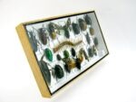 Echte exotische Insekten - Einzelstück - im 3D L-Schaukasten - Wandbild 8-A-L-32 – Bild 3