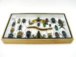Echte exotische Insekten - Einzelstück - im 3D L-Schaukasten - Wandbild 8-A-L-32 – Bild 9