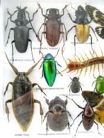 Echte exotische Insekten - Einzelstück - im 3D L-Schaukasten - Wandbild 8-A-L-32 – Bild 11