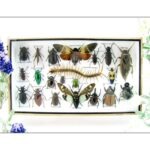 Echte exotische Insekten - Einzelstück - im 3D L-Schaukasten - Wandbild 1-A-L-33